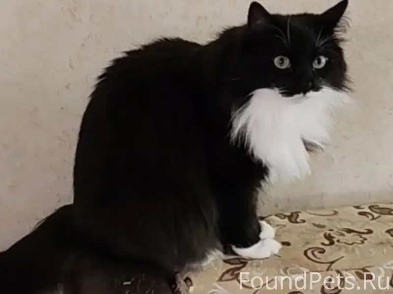 Пропала чёрно-белая кошка Пуша, СНТ Дружба