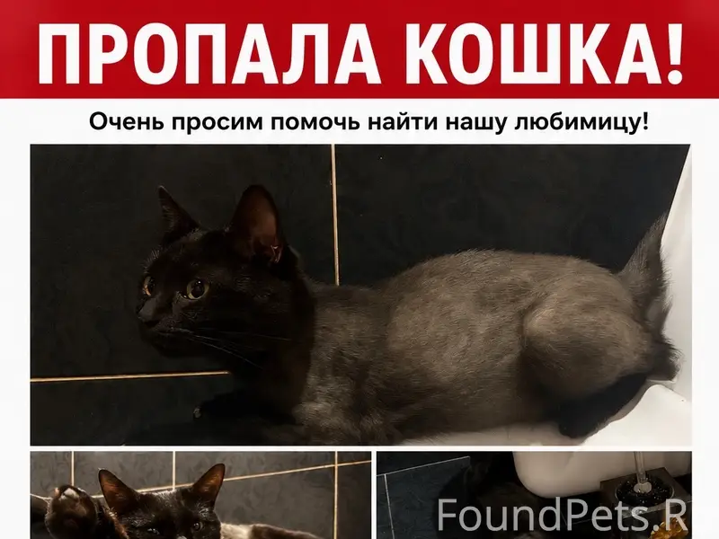 Пропала кошка Зина, Новый город