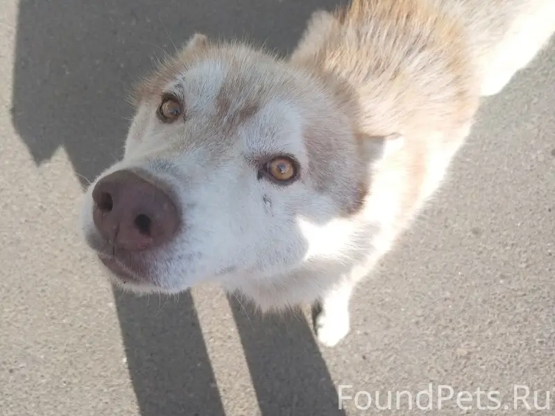 Найден пёс, похожий на хаски, село Коноково