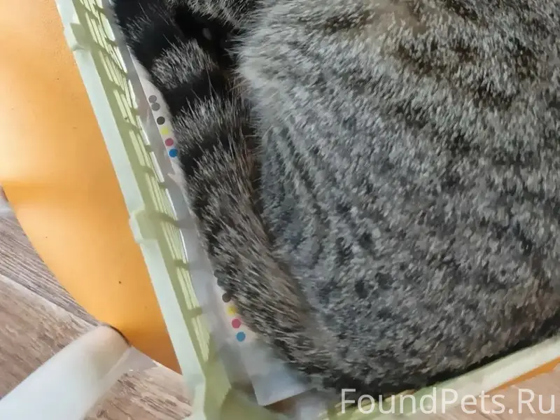 Пропала кошка, район су