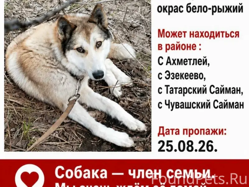 Пропала собака,