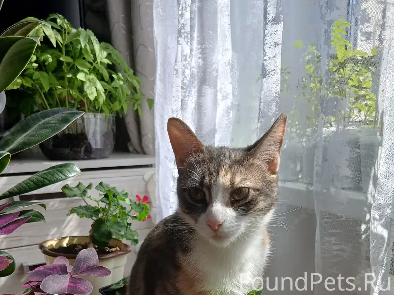 Пропала кошка, район пмк магазин Потемкинский