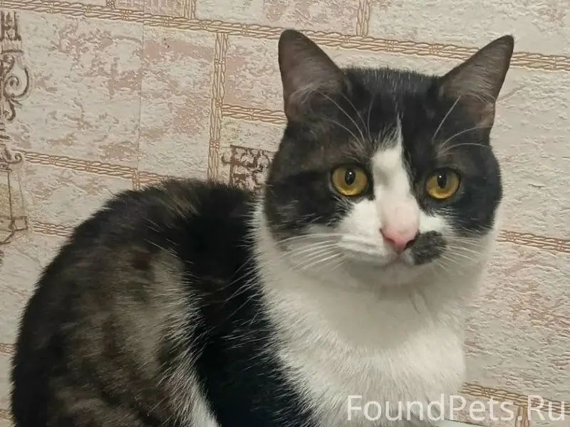 Пропал кот Малыш