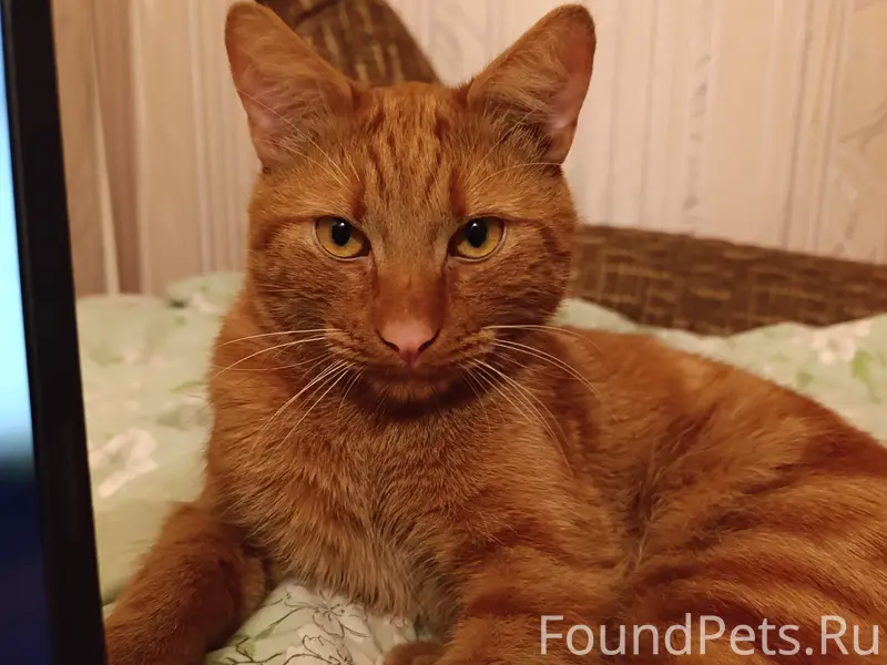Пропал рыжий котик