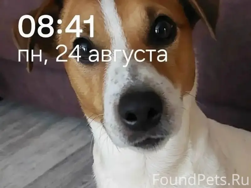 Пропал Арчи, собака
