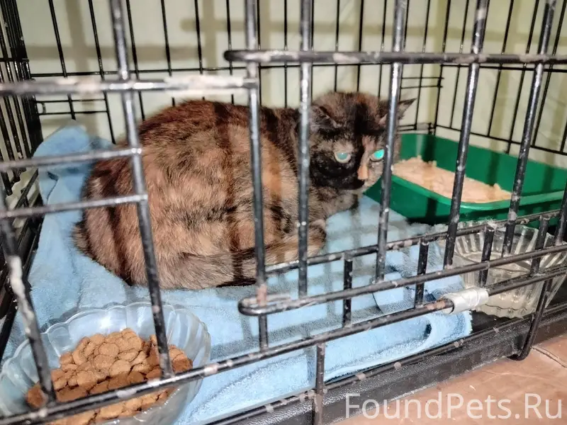 Пропала кошка, около Октябрьская д. 12