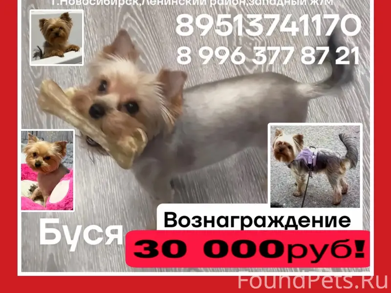 Пропала собака Буся, йоркширский терьер, Новосибирск