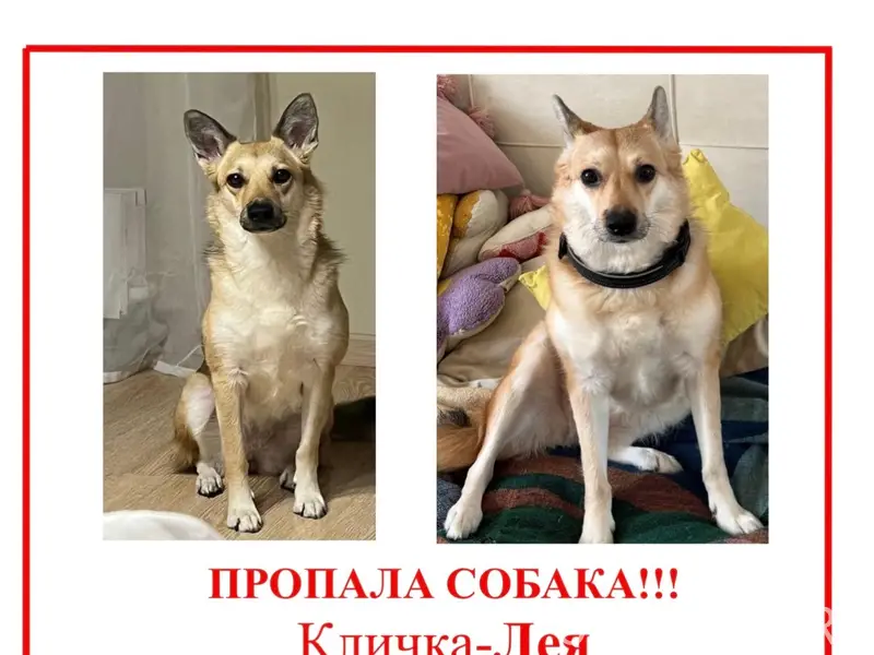 Пропала собака, район Генкина, Белинского