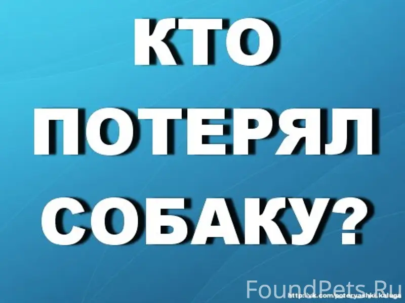 Пропала китайская хохлатая, Калужский Бор, Калуга