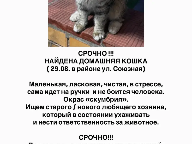 Найдена кошка, Одинцовский район