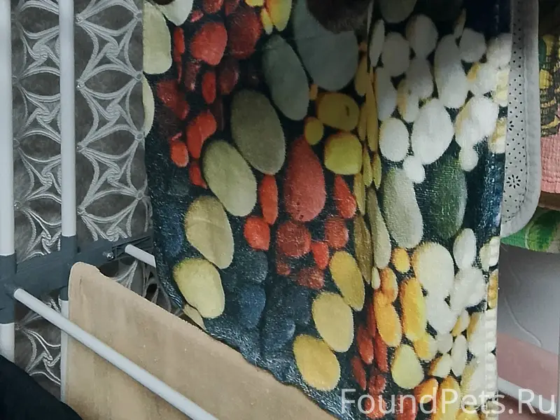 Пропал котёнок, на шее красный ошейник