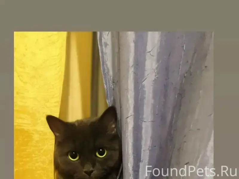 Пропала кошка Плюша, Полевая, 54
