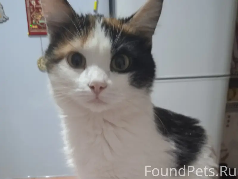 Пропала трёхцветная кошка, дома 54, 53, 55