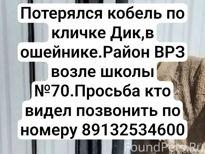 Пропала собака, Барнаул