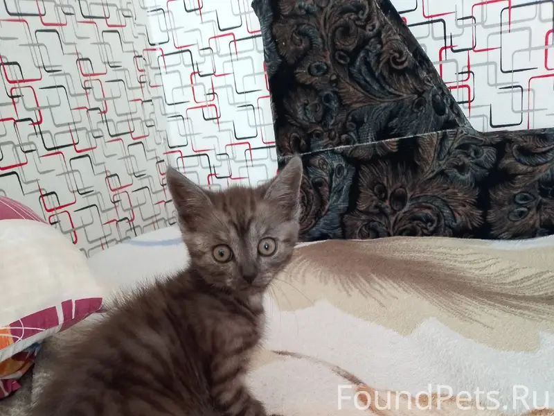 Найден котёнок, район 2 школы, ул. Республика