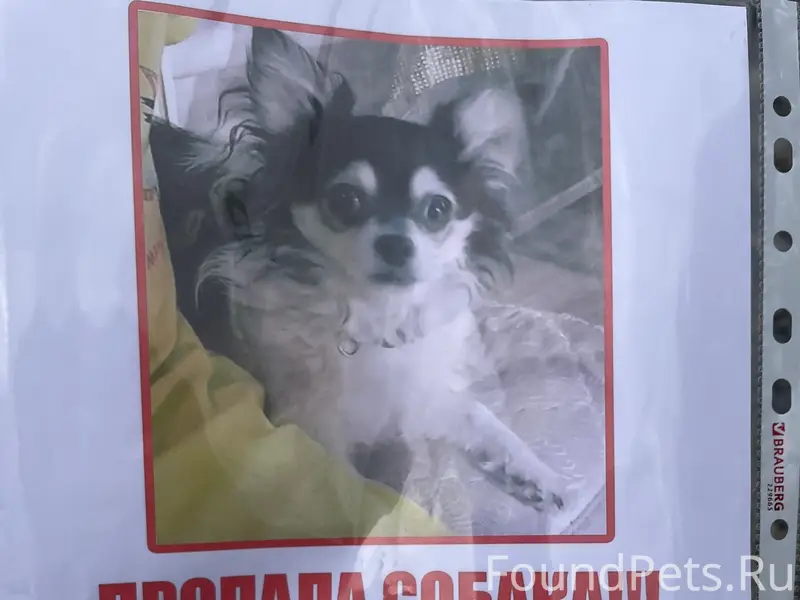 Пропала собака Барни, улица Ростовская, Нижний Новгород
