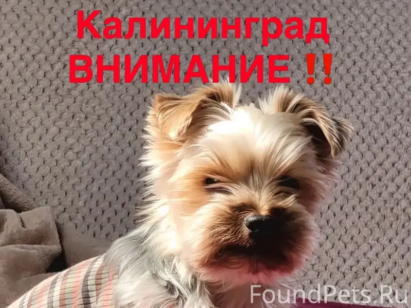 Пропал коротко стриженый Бакс, Октябрьский район