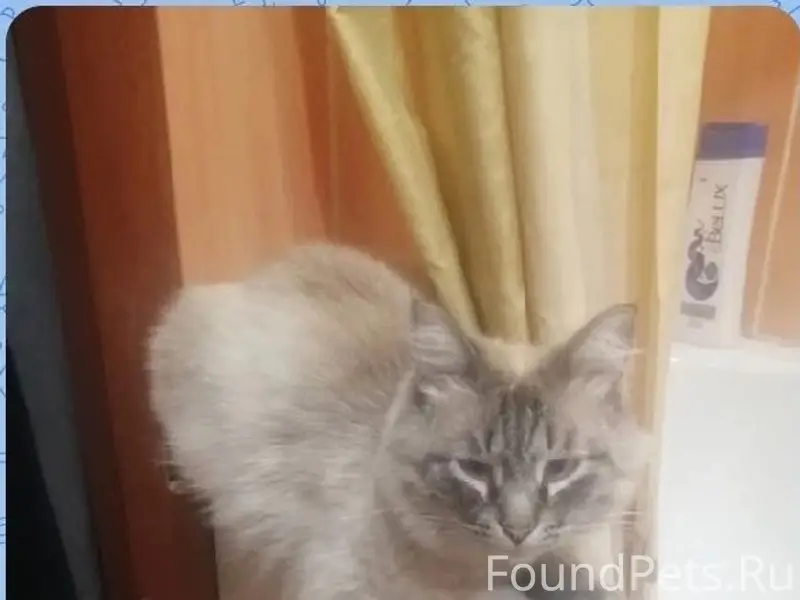 Пропал кот, Арзамас, 10 микрорайон