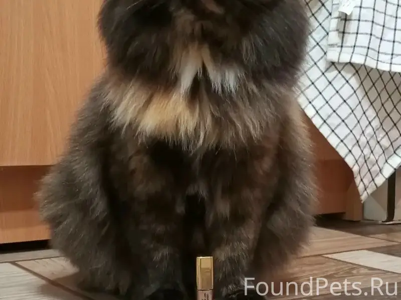 Пропала кошка, Ургакш