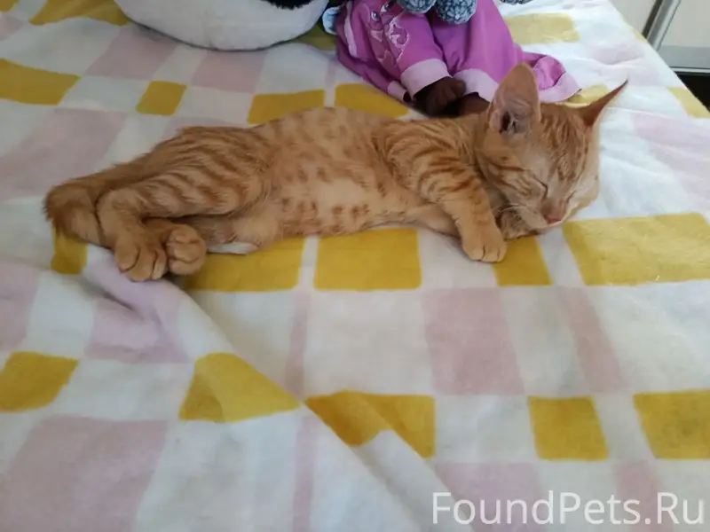 Пропал кот Коржик