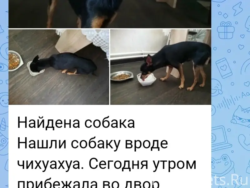 Найден тип собака, Творогово
