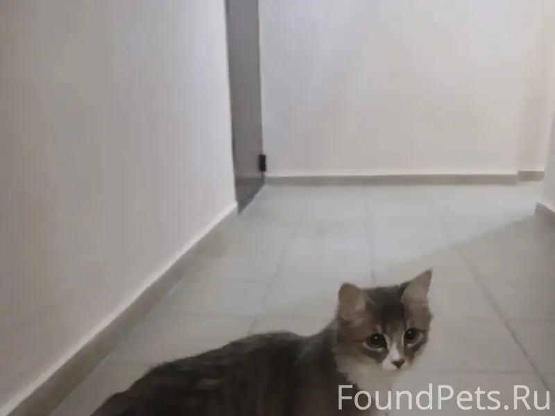 Найден котенок, ул. Сирина