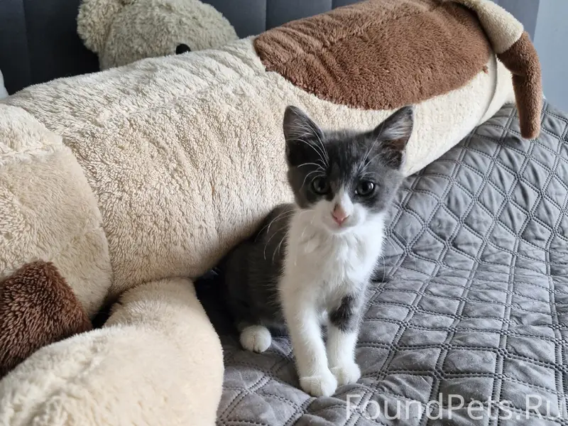 Найден котёнок-девочка, ул. Абельмана