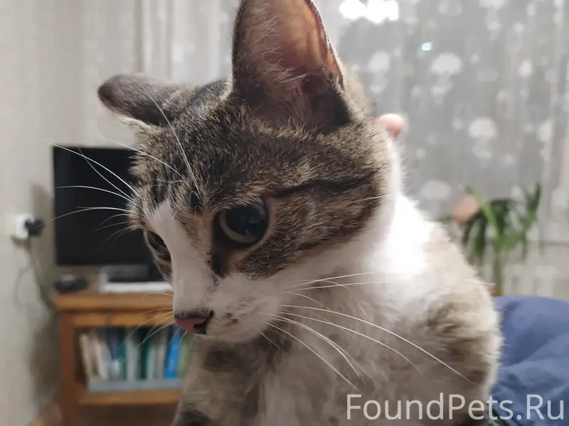 Нашли кошку. Красноказачья, 112, 2 подъезд. Сидела в электрощитке. ИЩЕМ ХОЗЯЕВ