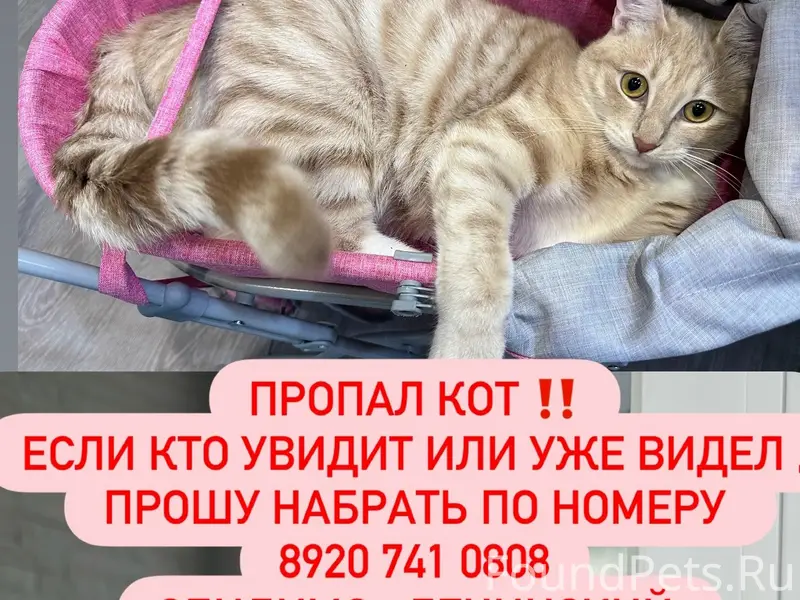 Пропал кот