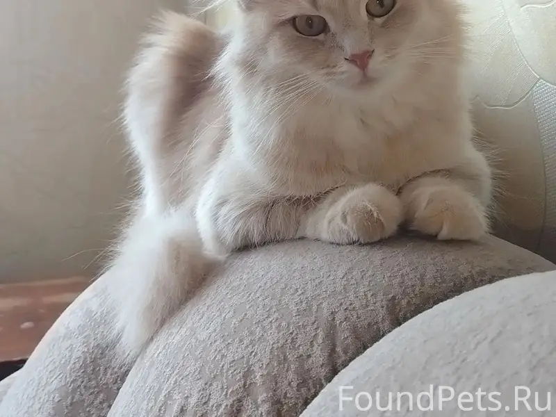 Пропала кошка Варя, Великий Новгород, ул. Менделеева