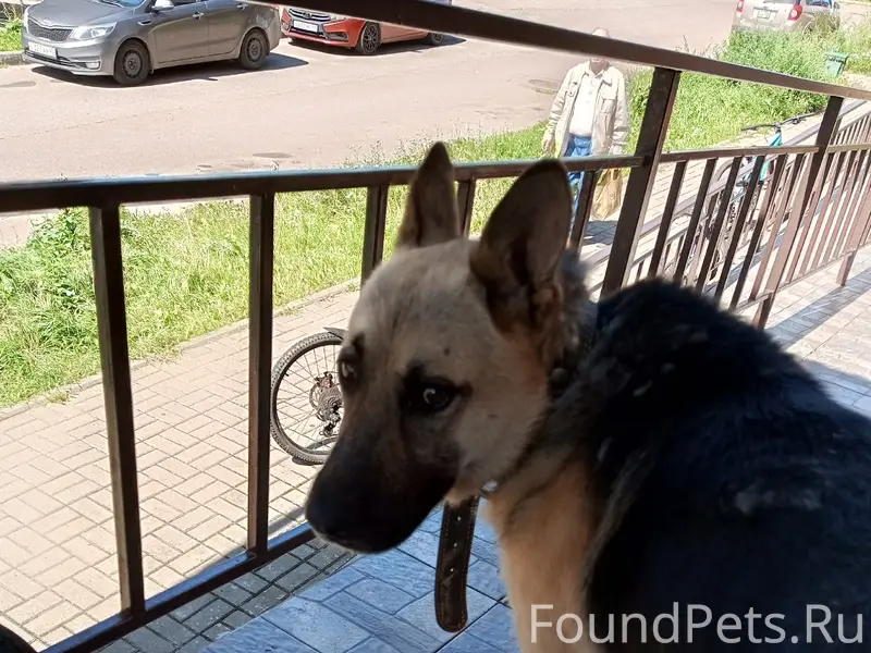 Пропала собака, Кривское, ЖК Гармония