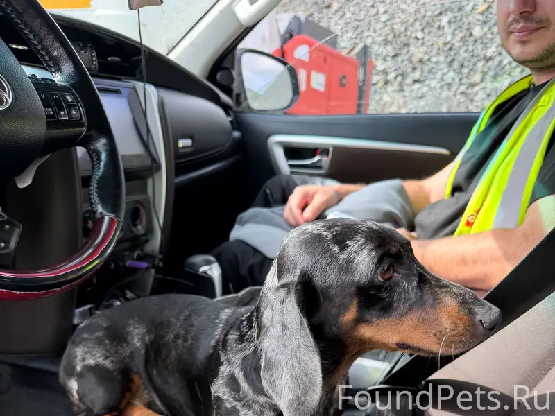 Найден пёс, район заправки