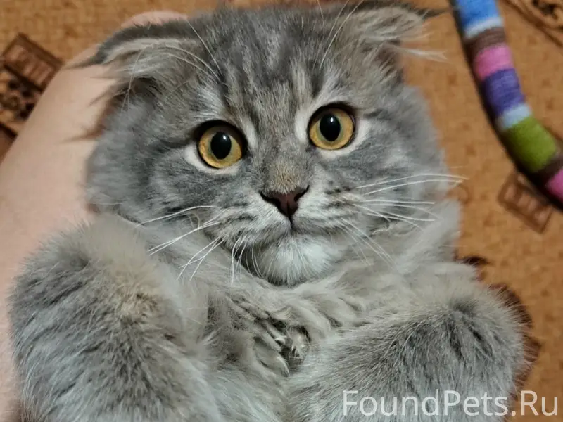 Пропала кошка Дымка, Богомягкого 14