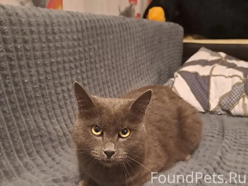 Найдена кошка, Бегичева 32