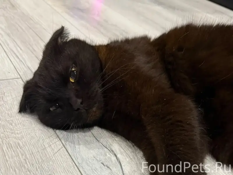 Найден вислоухий кот, район ДОСААФ