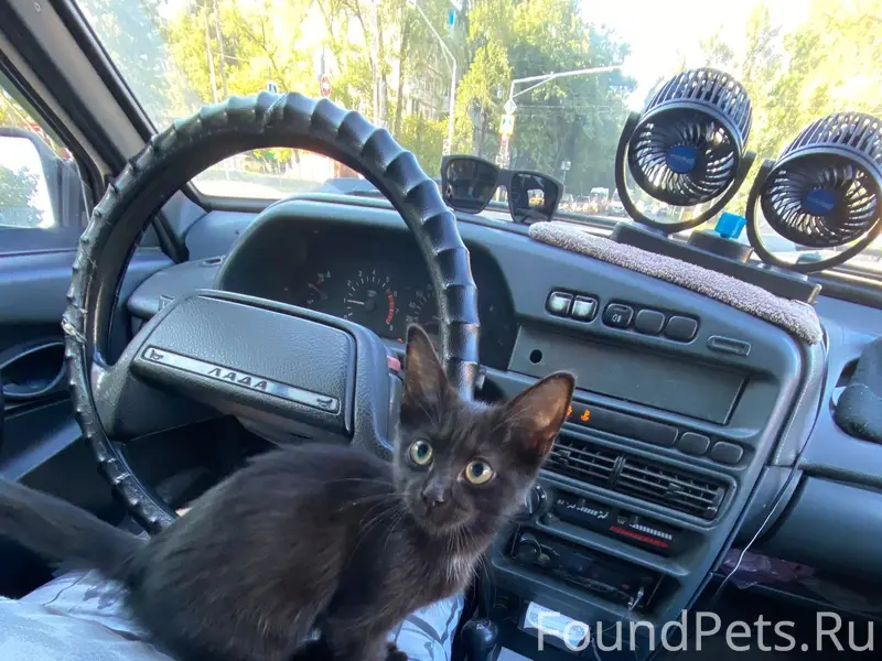 Найден чёрный котёнок, Тольятти