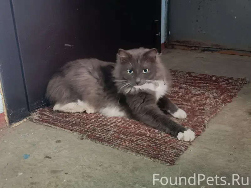 Найден кот, Союзная 85