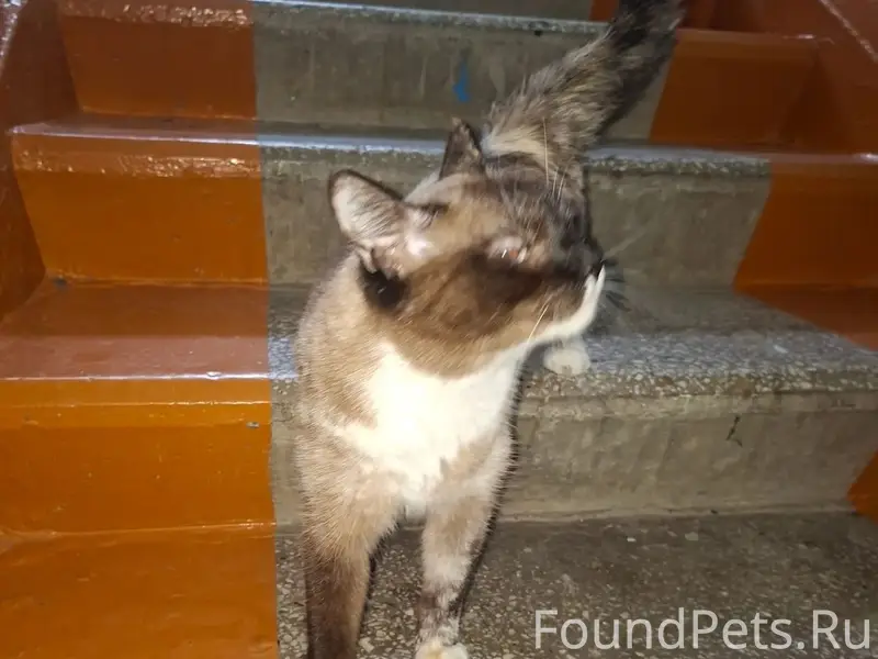 Видела кошку