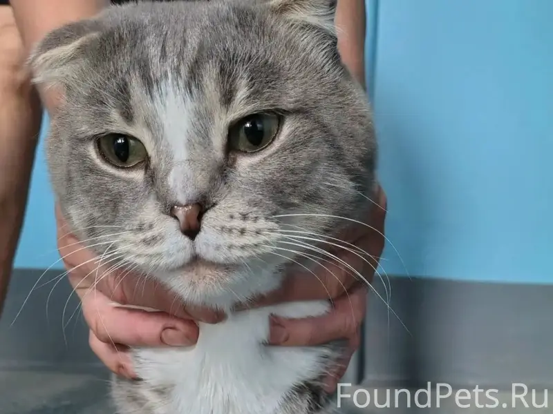 Найден кот, Чаплина 125