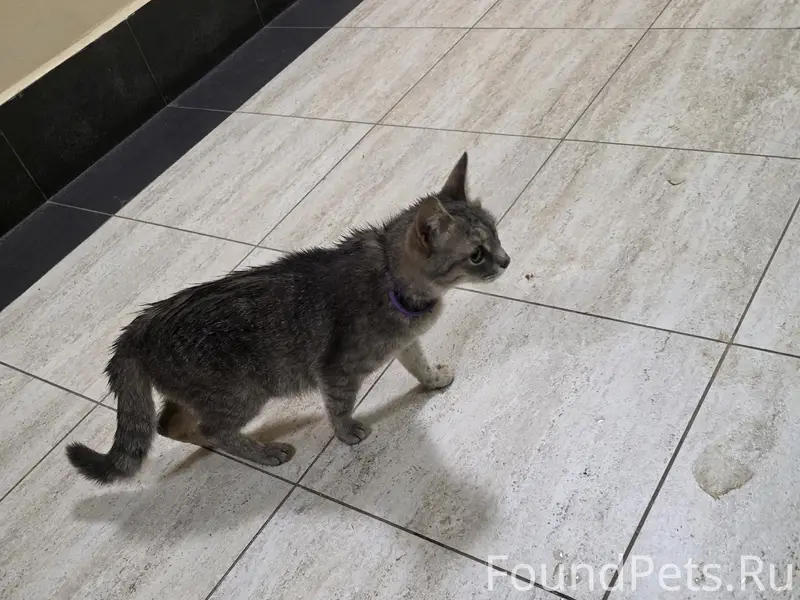 Найдена кошка, Колычёво