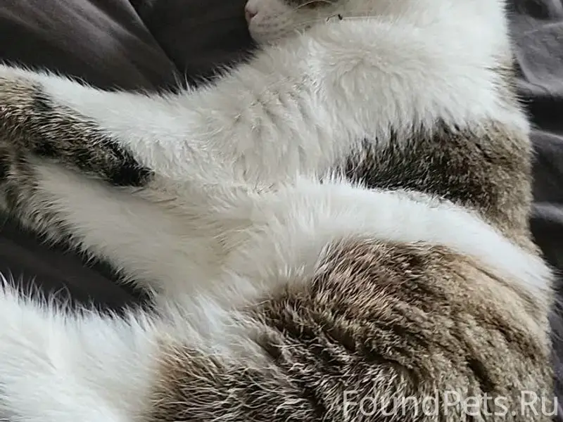 Пропала кошка Дуся, район улицы Вайнера
