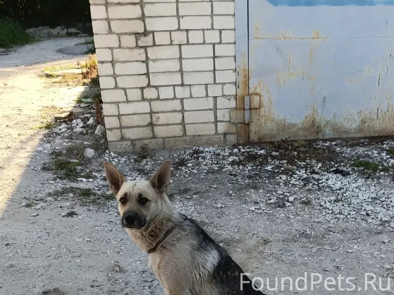 Пропали собаки Джесси и Друг, Марачово