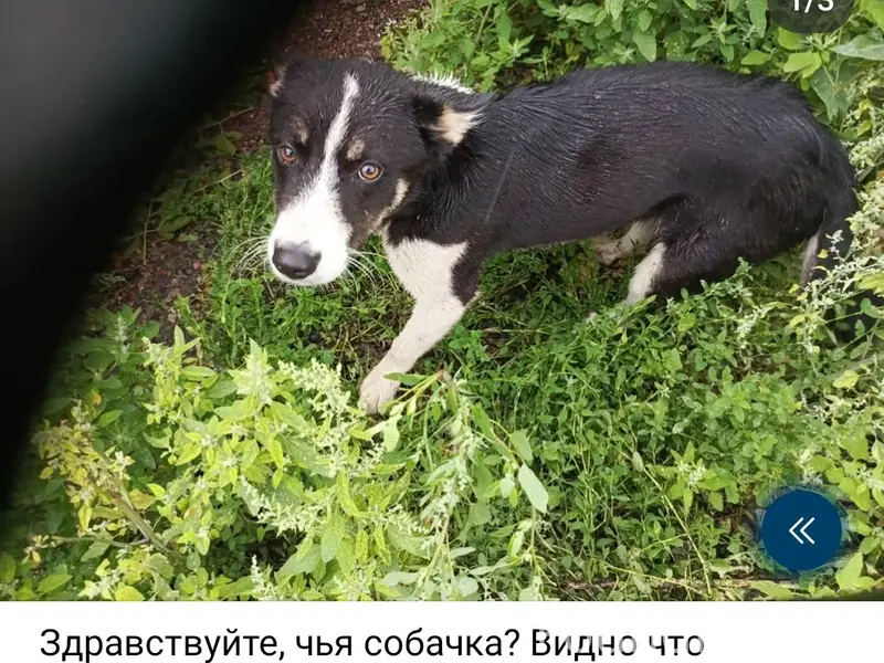 Пропал щенок, улица Зелёная