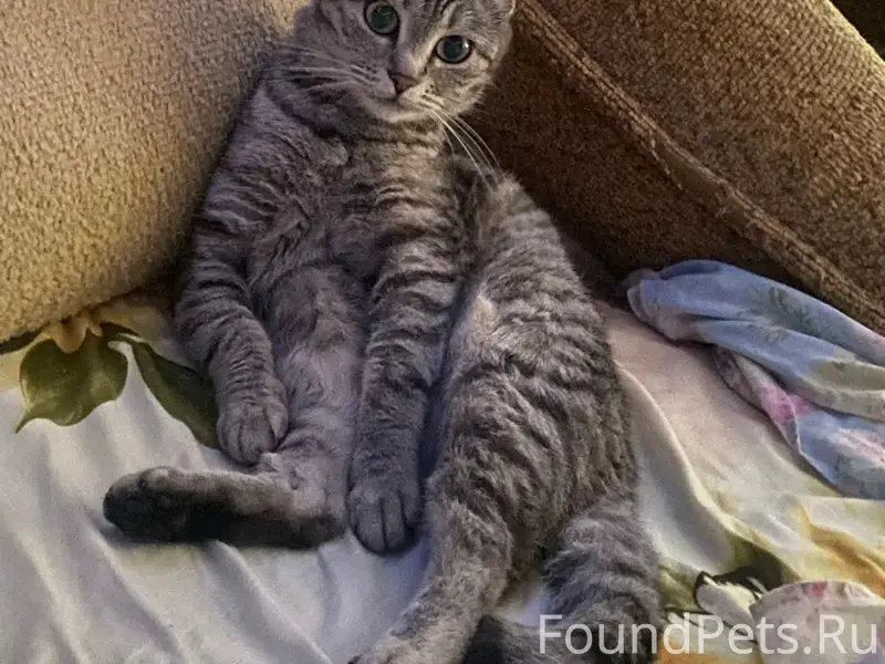 Пропала кошка, 8 мкр.