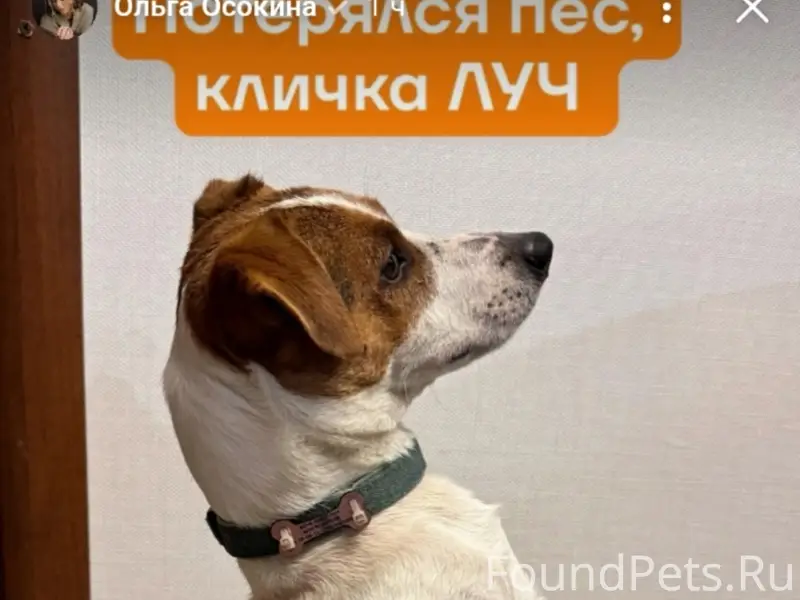 Пропал Джек Рассел Луч