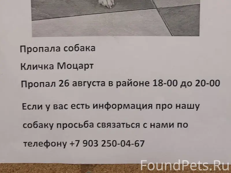 Пропала собака, Черноголовка, Макарово