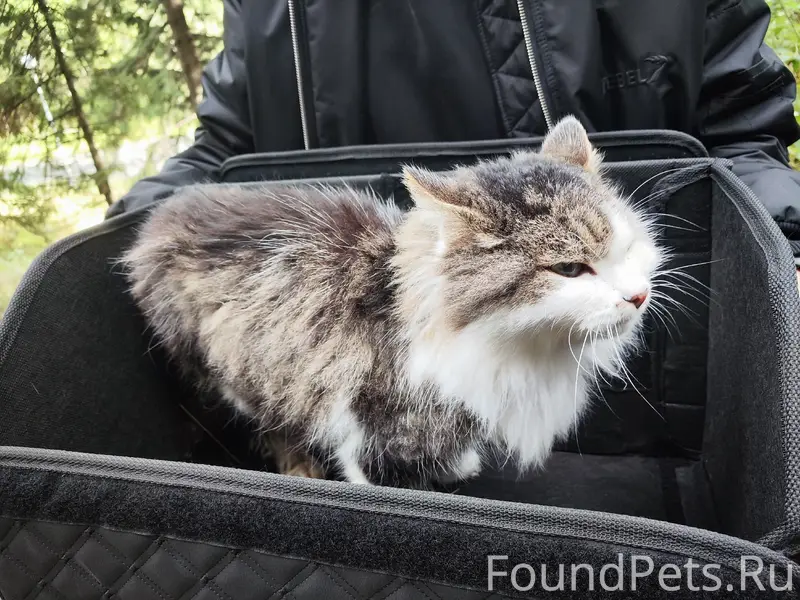 Найден котик с поврежденной лапкой