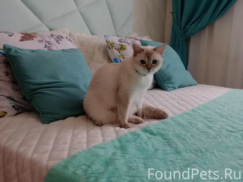 Пропала шотландская кошка, Супсех