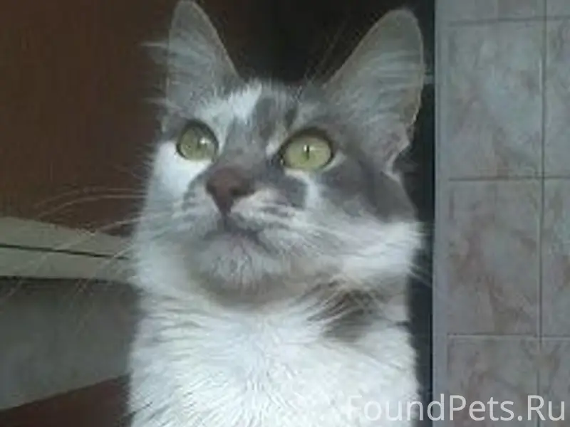 Пропала кошка, ул. Мокроусова