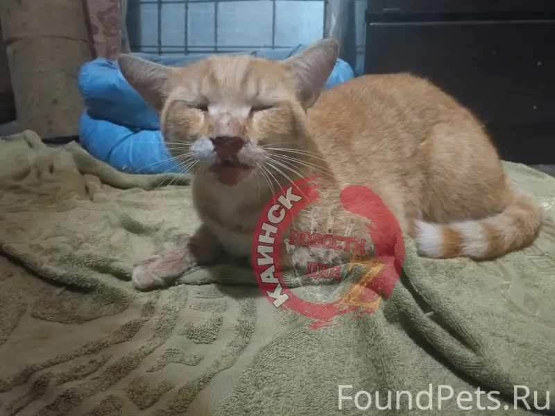 Найден кот, улица Каинская